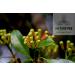 Naturevibe Botanicals Organic Clove Buds 3.53oz - Non-GMO, Gluten Free Indian Spice (100gm) - Buy Online on SooperMarket.com