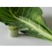 KOYAH Organic USA Collard Greens Powder | Freeze-Dried Whole-Leaf | Equivalent to 15 Cups Fresh - Buy Online on SooperMarket.com