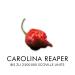 Scovilla's Reaper's Knockout 100ml - Extreme Hot Sauce with Carolina Reaper | All-Natural Ingredients | International Shipping - Buy Online on SooperMarket.com