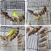 Zerodis Wooden Ladder for Birds | Parrot Climbing Bridge & Pet Toys | Durable Hammock & Toy for Birds - Buy Online on SooperMarket.com