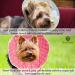 SunGrow Cat Cone Collar 9-10.5 Neck Size Pink - Soft E-Collar for Recovery & Stress Relief - Adjustable Strap Enclosures - Buy Online on SooperMarket.com