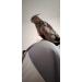 Kuso Reusable Washable Diapers for Parrots | Kimono Clothing for Budgies & Nymphensittiche - International Shipping - Buy Online on SooperMarket.com
