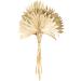 Vickerman Natural Botanicals 20" Natural Palm Sun Stem Real Preserved Foliage Stems Includes 12 Stems Per Pack - Buy Online on SooperMarket.com