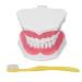 Teeth Model Toothbrushes Practice Dental Teaching Learning Tool with Brush Set Kit open up to 120 degrees clear view
