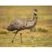 100% Pure Australian Emu Oil - 16 oz - Premium Grade A Carrier Oil for Hair, Face, Body, Skin & Nails - Buy Online on SooperMarket.com