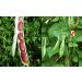 Organic Dark Red Kidney Beans- Fiber & Protein rich  Raw  Non-GMO  Vegan Bulk-10LB Organic Dark Red Kidney Beans 10 Pound (Pack of 1) - Buy Online on SooperMarket.com
