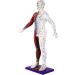 Male Human Body Model with Muscles for Pressure Acupuncture and meridians - Buy Online on SooperMarket.com
