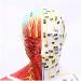 Model Anatomy Professional Medical Acupuncture Male 60 cm Super Clear Letters Media Skin Middle Muscle Model Acupoint - Buy Online on SooperMarket.com