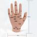 Acupuncture Hand Model Reflexology Acupoint Medical Study Kit - Buy Online on SooperMarket.com