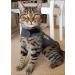 Thundershirt for Cats Large - Buy Online on SooperMarket.com