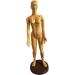 Education Model Toy Model Anatomy Professional Medical Acupuncture Female 48cm 19" - Buy Online on SooperMarket.com