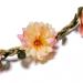 Flower Crown Headbands for Women Girls - Bridal Bridesmaid Fairy Headpiece (4 Pack) - Buy Online on SooperMarket.com