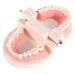 Standard-tech model 1-part PVC-Dental apprenticeship Standard model demonstration teach you when brushing your teeth dental model