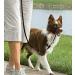 PetSafe Easy Walk Head Collar M Black - Gentle Training Solution for Dogs - Buy Online on SooperMarket.com