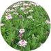 THRU Poduthalai Powder 100gm - Buy Online on SooperMarket.com