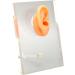 Silicone Right Ear Model with Fine Details - Ideal for ENT Hospitals - Buy Online on SooperMarket.com