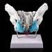 Women's Female Model with Pelvic Floor Muscle Model Natural Laboratory Size - Buy Online on SooperMarket.com