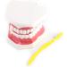 FafeICY 1PC 28 Teeth Teaching Toothbrush Model - Dentist Tool with Handy Toothbrush & Poster for Study Demonstration - Buy Online on SooperMarket.com