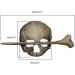 Skull Hair Pin Stick Slide with Faux Bone Halloween Hairpin Handmade Punk Skull Hair Pin Skull/Death Moth Hair Clip Sticks Hairpin Hair Fork Tortoise Shell Bun Cover Holder for Women Girls - Buy Online on SooperMarket.com