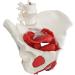 Female Bassin Human Basin Model with Pelvic Floor Muscle Model Ornament - Buy Online on SooperMarket.com