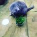 Cat Grass Kits x3 with Extra Strong Catnip - Cat FurNature - Buy Online on SooperMarket.com