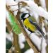Erdtmanns 20 Fat Balls - 1.6 kg Polybag for Wild Birds | Premium Bird Feed - International Shipping - Buy Online on SooperMarket.com