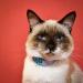 Shop Kittyrama Cat & Kitten Collars - Vogue Approved Vet-Approved Hypoallergenic & Comfortable - Mauve & Other Styles Available - Buy Online on SooperMarket.com