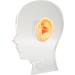 Flexible Waterproof Fake Ear Model for Hospital - Professional & Lifelike Display Mould - Buy Online on SooperMarket.com