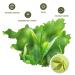 Buy Chinese Needle Ku Ding Tea - 100G Bitter Green Tea | Premium Loose Leaf for Health - Buy Online on SooperMarket.com