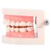 Buy Educion Teeth Bagima 10x8x7 PVC Dental Model for Kids - Effective Tooth Brushing Teaching Tool | International Shipping Available - Buy Online on SooperMarket.com