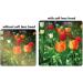 67mm Digital Tulip Flower Lens Hood for Canon Nikon Olympus Pentax Sony Sigma Tamron SLR Lenses - Includes Microfiber Cleaning Cloth - Buy Online on SooperMarket.com
