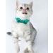 Tagme Turquoise Cat Collar with Personalized Name & Phone Number - Safe Kitten Neck Band with Bell | 1 Pack - Buy Online on SooperMarket.com
