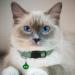 Hepplly 6-Pack Reflective Cat Collars with Bells - Quick Release Kitten Collars (Dark Green) - Shop Internationally - Buy Online on SooperMarket.com