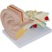 4X Enlarged Ear Anatomical Model 3-Piece Detachable Human Ear Model Teaching Ear Simulation Model Shows External Middle and Heart Ear - Buy Online on SooperMarket.com