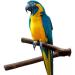 Natural Wood Fork Bird Perch Stand Toys | 3PCS Bird Cage Accessories for Budgies, Cockatiels, Conure | Platform for Lovebirds, Hamster, Rat - Buy Online on SooperMarket.com