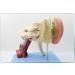 Human Medical Ear Anatomic Model of The Inner Ear of The Inner Ear of The Eardrum The Temporal Bone Ear Nose and Throat for Veterinary Anatomy Learning - Buy Online on SooperMarket.com
