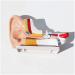 Human Organ Anatomical Model of The Ear Medical Teaching Model Ear Anatomy Medicine Ear Model Detail Display Outside Medium Inner Ear 3 Times Enlarged - Buy Online on SooperMarket.com