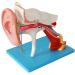 Human Medical Ear Anatomy Pattern Internal Ear Ear earpted Ear with Enlarged Ear Texture