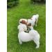 Shop B-A-L Baltic Amber & African Jade Pet Collar - Flea & Tick Protection for Dogs & Cats (25-65 cm) | Eco-Friendly Vegan Dog Collar - Buy Online on SooperMarket.com