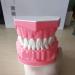 LBYLYH Dental Implant Teeth - Oral Care Brush Model & Educational Dental Template for Early Childhood Learning - Buy Online on SooperMarket.com