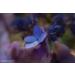 Lensbaby 46mm Macro Filter Kit - Explore Close-Up Photography - Buy Online on SooperMarket.com