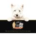 Cesar Simply Crafted Adult Wet Dog Food Chicken Sweet Potato Apple Barley & Spinach 37g Pack of 10 - Buy Online on SooperMarket.com