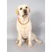 Buy Baltic Amber Dog Necklaces & Collars for Tick Protection - AmberForPets 26cm - Buy Online on SooperMarket.com