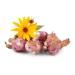 Jerusalem artichoke | Fresh Jerusalem artichoke tubers from conventional cultivation (1000 g) Tasteless 1000 g