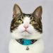 Kittyrama Cat & Kitten Neck Bands | As Seen in Vogue | Vet Approved Breakaway Hypoallergenic | Explore Stylish Havana & More - Buy Online on SooperMarket.com