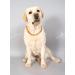 Buy Baltic Amber Dog Neck Chain | Flea & Tick Protection for Dogs & Cats - 52 cm Leather Strap - Buy Online on SooperMarket.com
