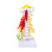 Human Cervical Spine Model Body Model Learning Props Cervical Spine Muscle and Nerve Anatomy Spine Bone Model