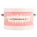 Model Teeth Dental Study - 10x8x7 PVC Teaching Aid for Kids | Learn to Brush Teeth - Buy Online on SooperMarket.com