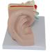 4X Enlarged Ear Anatomical Model 3-Piece Detachable Human Ear Model Teaching Ear Simulation Model Shows External Middle and Heart Ear - Buy Online on SooperMarket.com