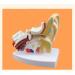 Anatomy Ear Model Human Anatomical Ear Joint Simulation Model (Outdoor Medium Inner Ear) 1.5-fold Size Body Hearing System Description - Buy Online on SooperMarket.com